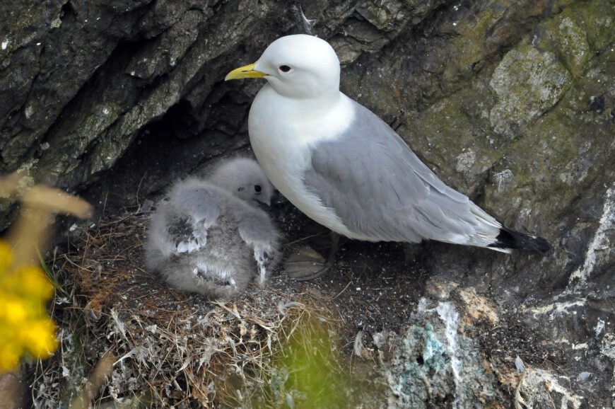 Seabirds and Marine Life Thrive Along the Donegal and Sligo Coast
