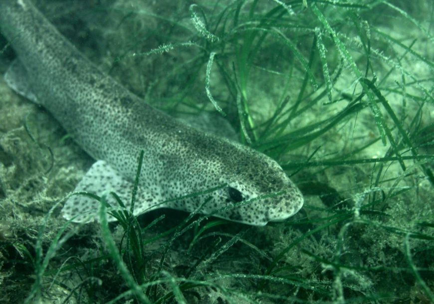 Conservation of sharks in the north of Ireland – consultation response